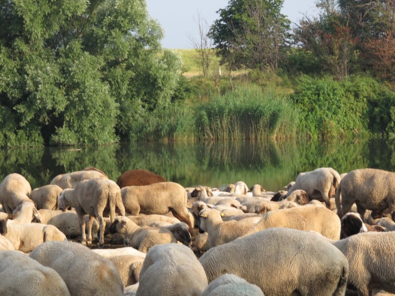 Der HERR ist mein Hirte