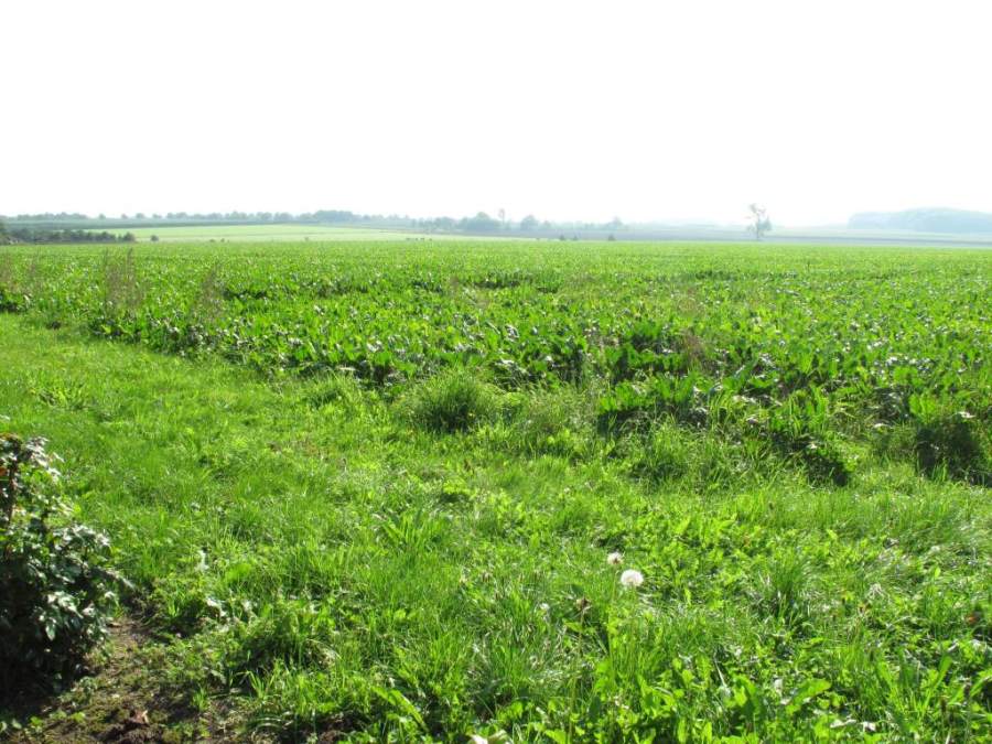 Aus Wuesten Gaerten machen