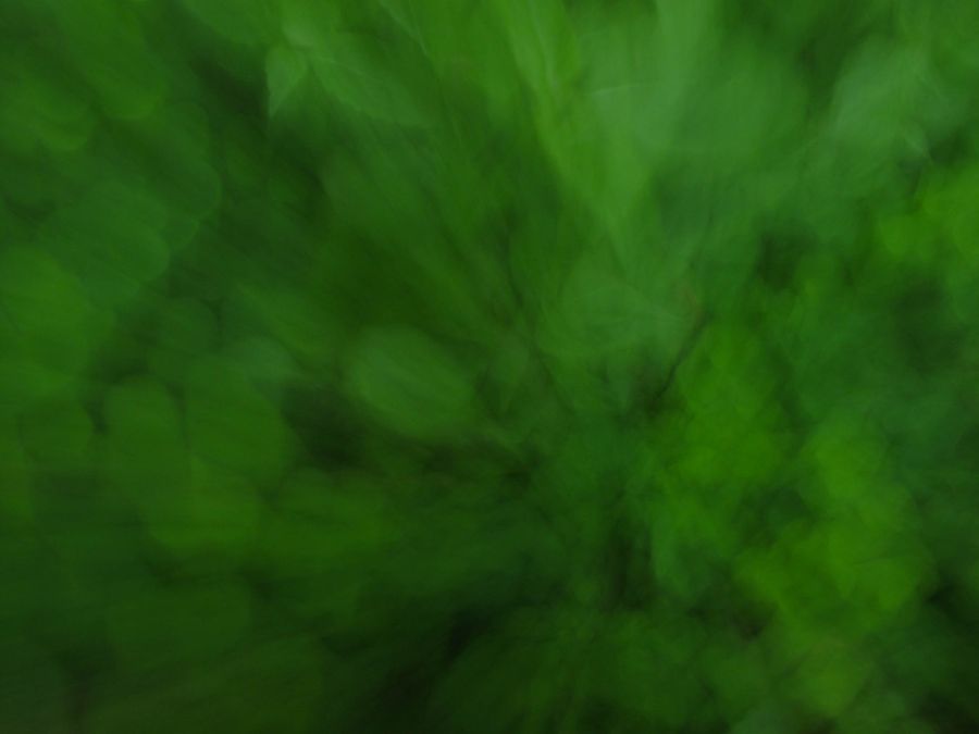 Misstrauen ist wie Giersch