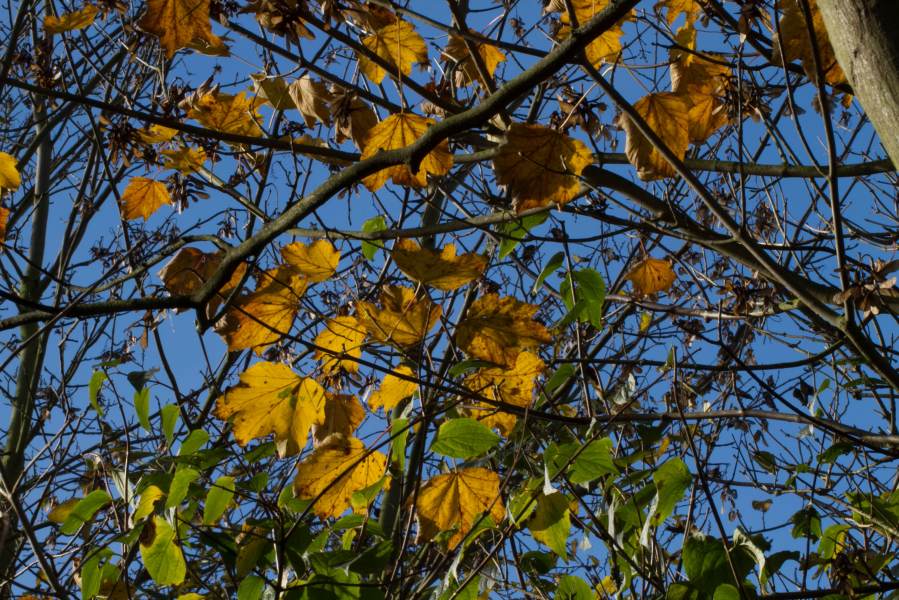 Überlebensstrategien