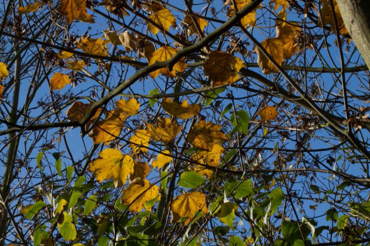 Überlebensstrategien