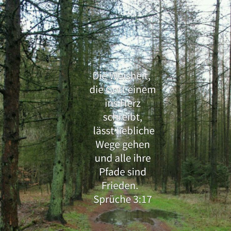 Gottes Wege sind liebliche Wege ( Spr 3 )