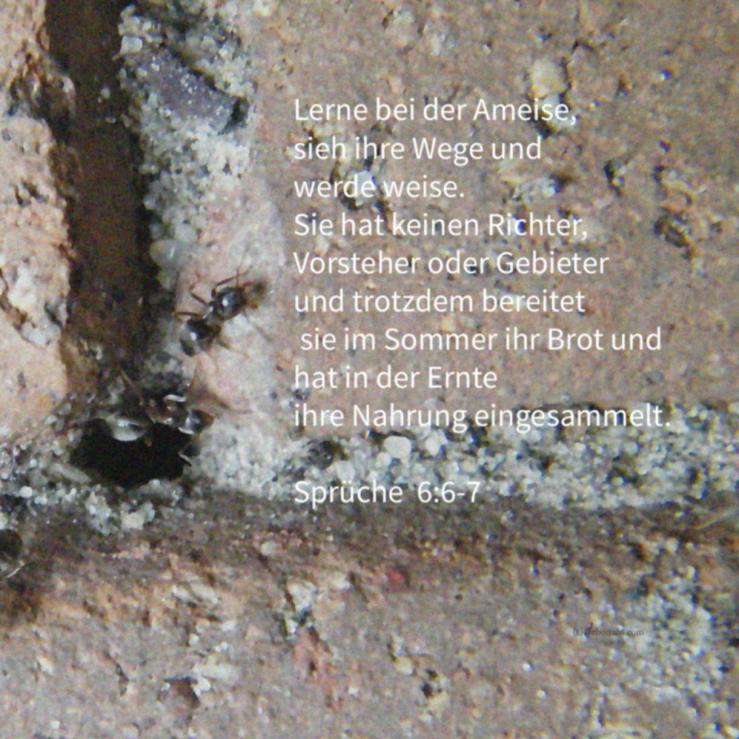 Lasse dich nur von Gott beherrschen ( Sprüche 6 )