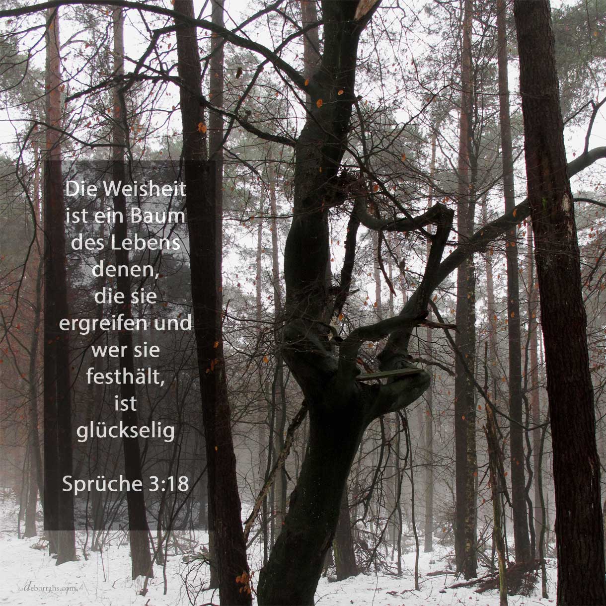  Ein Baum des lebens ist die Weisheit denen, die sie ergreifen, und wer sie festhält, ist glückselig ( Spr 3,18 ) 