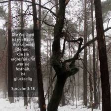  Ein Baum des lebens ist die Weisheit denen, die sie ergreifen, und wer sie festhält, ist glückselig ( Spr 3,18 ) 