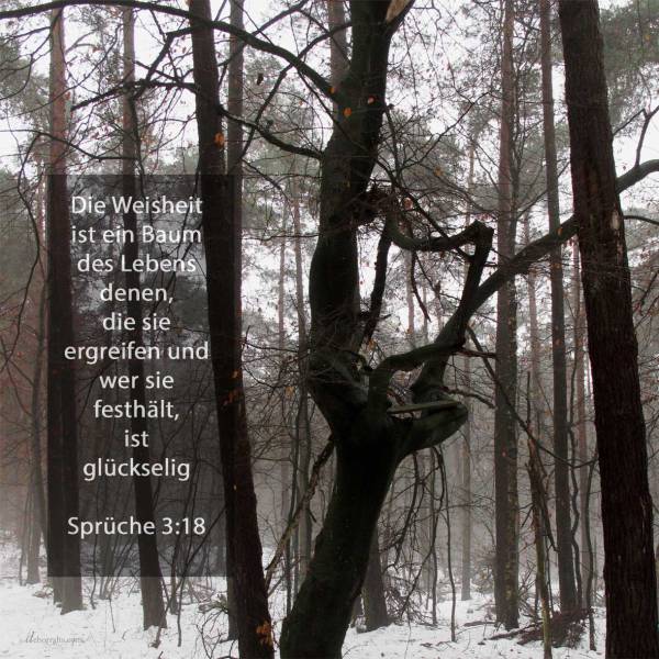 Ein Baum des lebens ist die Weisheit denen, die sie ergreifen, und wer sie festhält, ist glückselig ( Spr 3,18 )