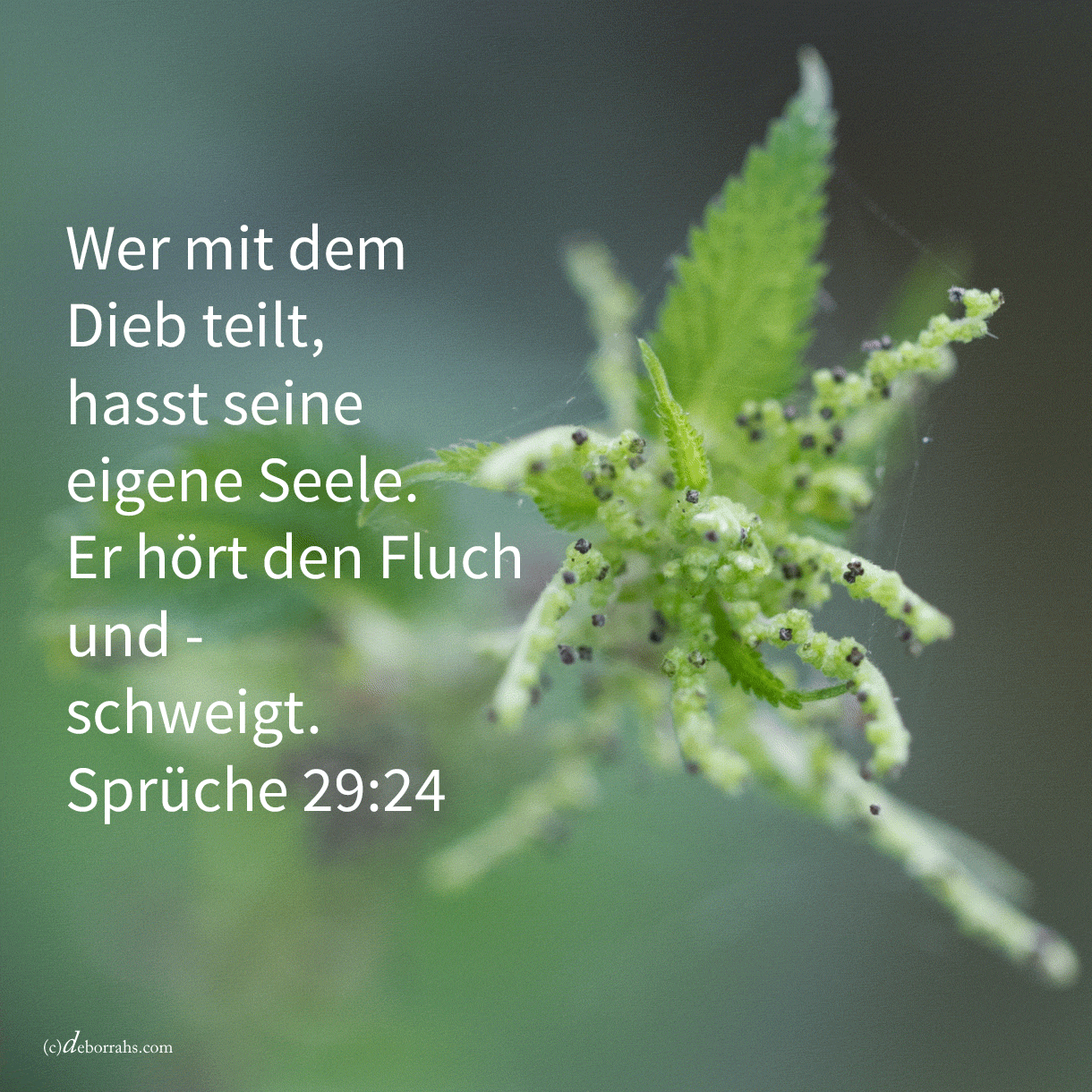  Wer mit dem Dieb teilt, hasst seine eigene Seele ( Sprüche 29,24)