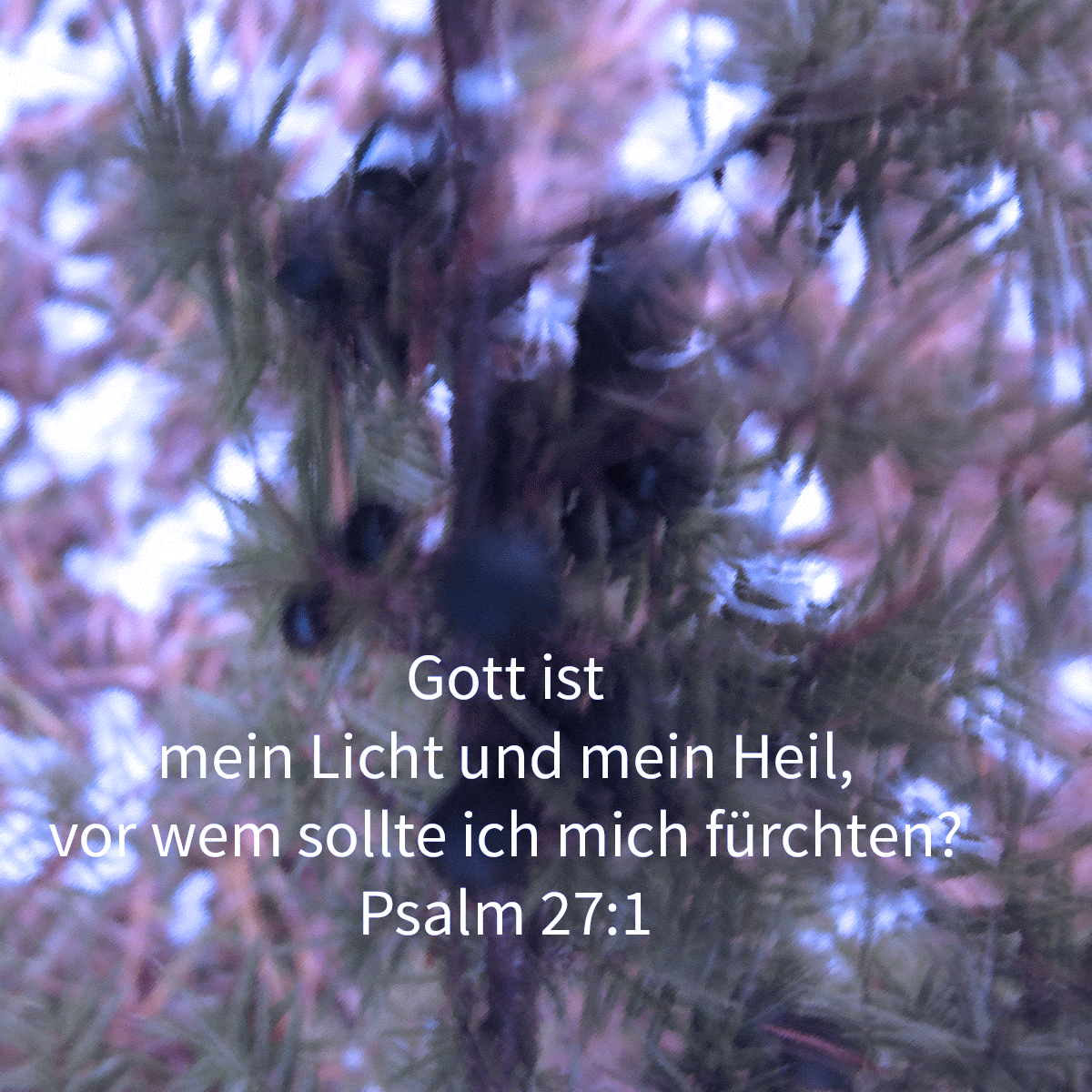  Gott ist meines Lebens Stärke, vor wem sollte ich erschrecken? ( Psalm 27,1 )