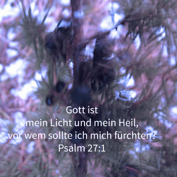 Gott ist meines Lebens Stärke, vor wem sollte ich erschrecken? ( Psalm 27,1 )