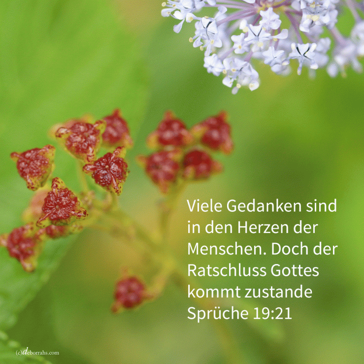 Viele Gedanken sind in dem Herzen eines Mannes ( Sprüche 19,21)