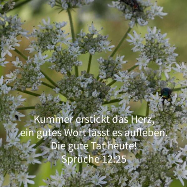 Kummer erstickt das Herz, ein gutes Wort lässt es aufleben ( Sprüche 12, 25 )