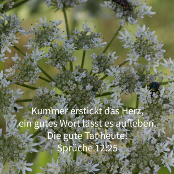 Kummer erstickt das Herz, ein gutes Wort lässt es aufleben ( Sprüche 12, 25 )