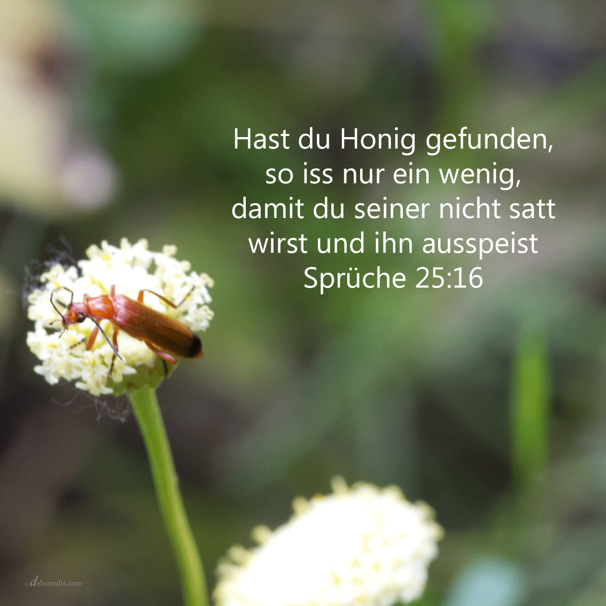 honig ( Psalm 25, 16 )