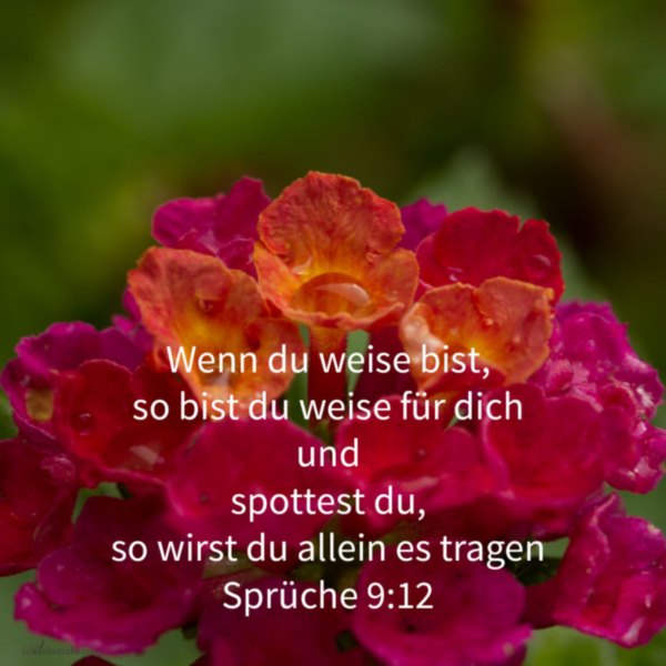 Individuelle persönliche Weisheit