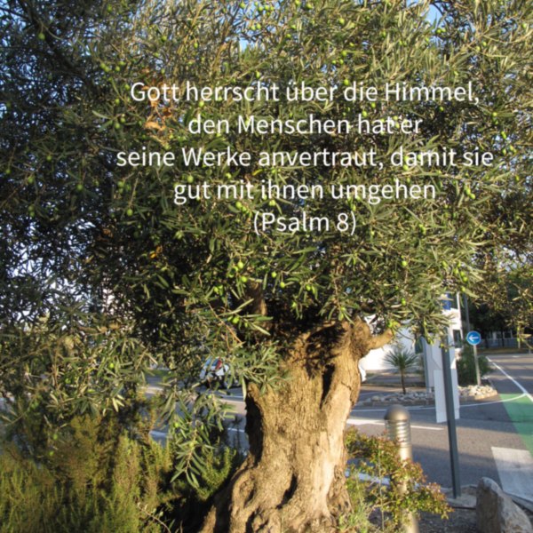 Verantwortung ( Psalm 8 )