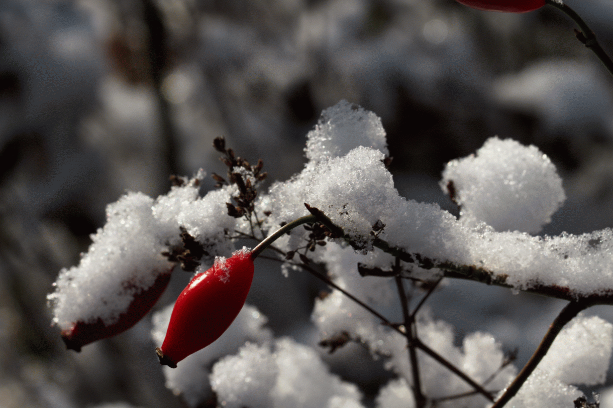 Rettender Segen (Psalm 20)