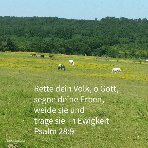 Rette dein Volk und segne dein Erbteil; und weide sie und trage sin bis in Ewigkeit (Psalm 28, 8-9 )