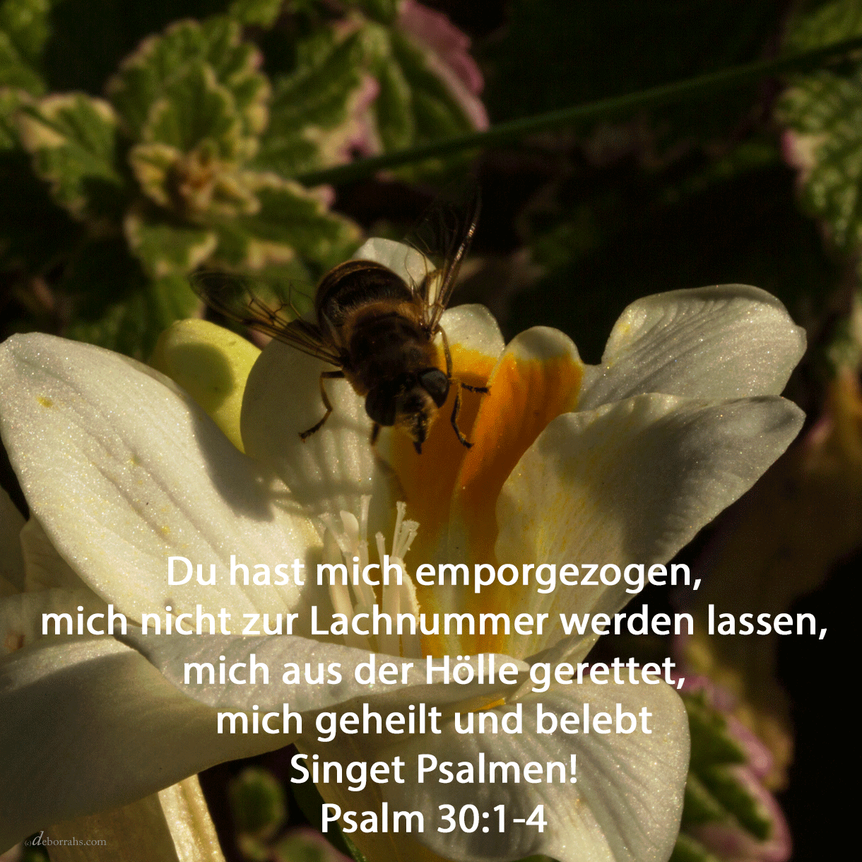  Du hast mich emporgezogen und hast nicht über mich sich freuen lassen ( Psalm 30, 1 ) 