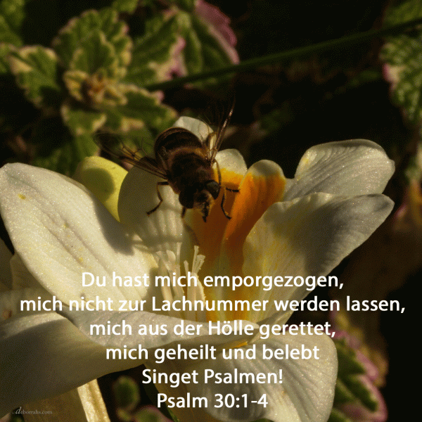 Du hast mich emporgezogen und hast nicht über mich sich freuen lassen ( Psalm 30, 1 )