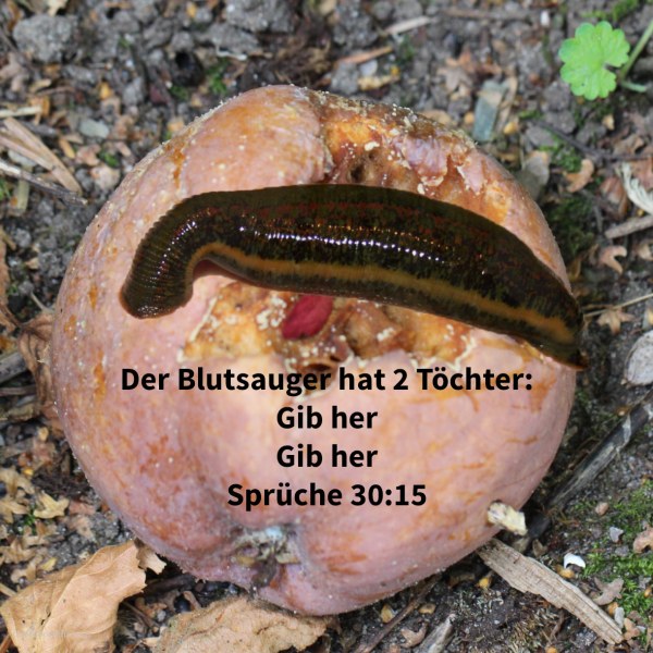 Der Blutegel hat zwei Töchter: gib her! gib her! ( Sprüche 30,15 )