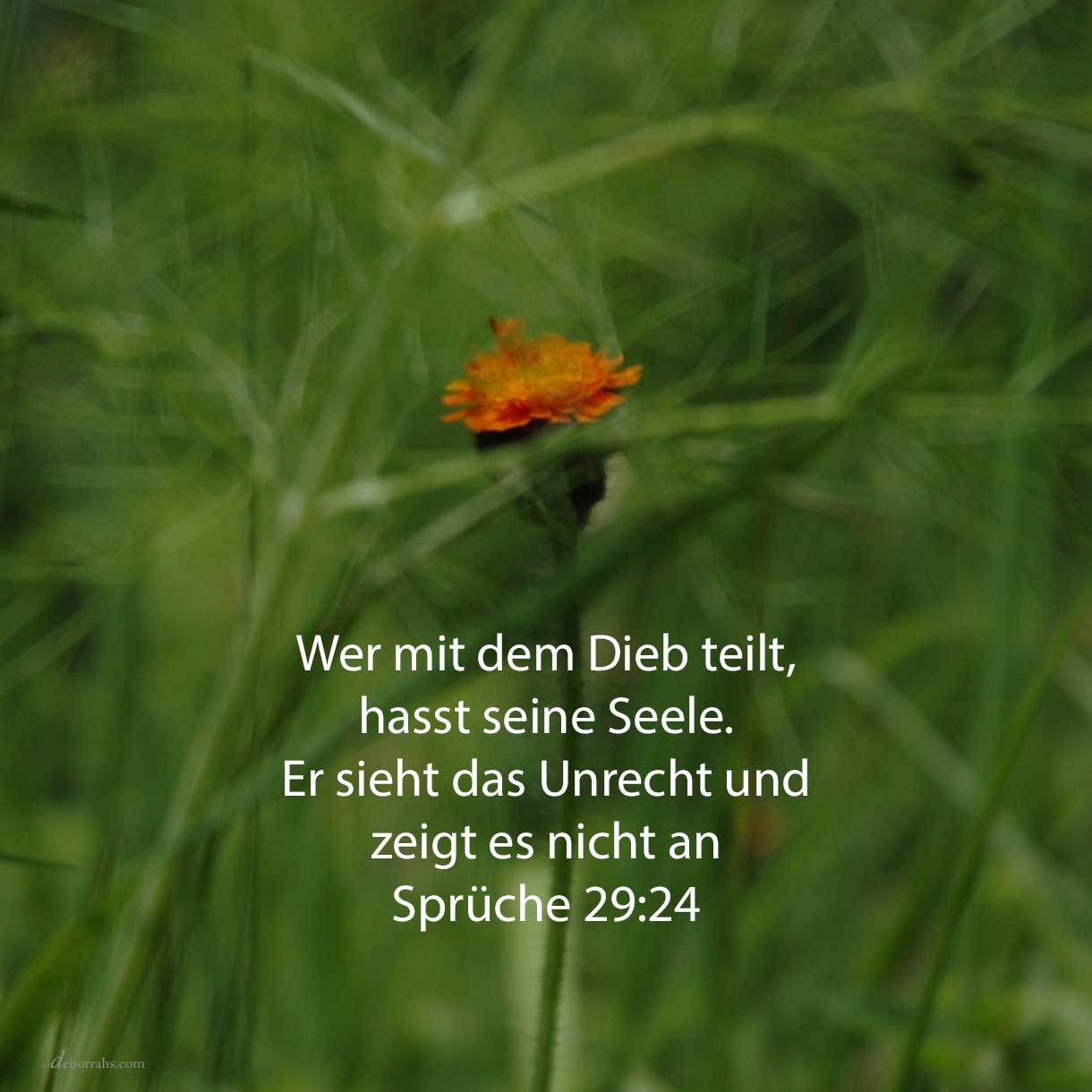 Wer mit dem Dieb teilt, hasst seine Seele: er hört den Fluch und zeigt es nicht an ( Sprüche 29,24 )