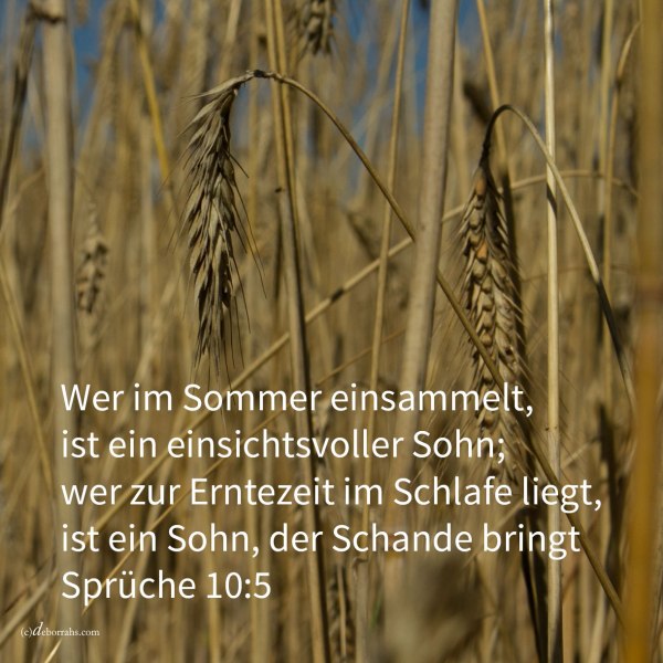 Wer im Sommer einsmmelt, ist ein einsichtsvoller Sohn, wer zur Erntezeit in tiefem Schlafe liegt, ist ein Sohn, der Schande bringt ( Sprüche 10, 5 )