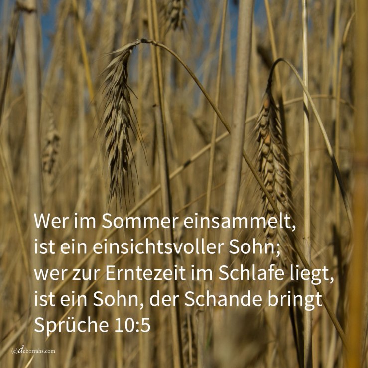 Wer im Sommer einsmmelt, ist ein einsichtsvoller Sohn, wer zur Erntezeit in tiefem Schlafe liegt, ist ein Sohn, der Schande bringt ( Sprüche 10, 5 )