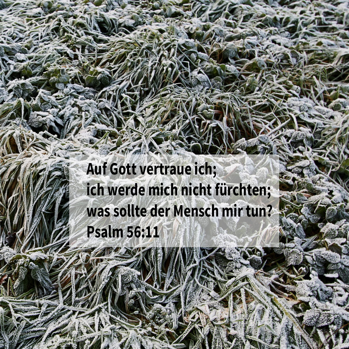 Auf Gott vertraue ich; ich werde mich nicht fürchten; was sollte der Mensch mir tun? ( Psalm 56,11 )