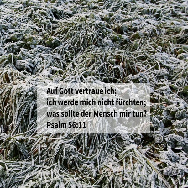Auf Gott vertraue ich; ich werde mich nicht fürchten; was sollte der Mensch mir tun? ( Psalm 56,11 )