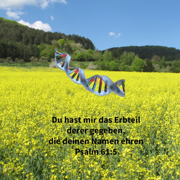 Denn du, Gott, hast auf meine Gelübde gehört, hast mir gegeben das Erbteil derer, die deinen Namen fürchten ( Psalm 61,5 )
