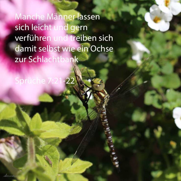 Sie verleitete ihn durch ihr vieles Bereden, riss ihn fort durch die Glätte ihrer Lippen. Auf einmal ging er ihr nach wie ein Ochse zur Schlachtbank ( Sprüche 7, 21-22 )