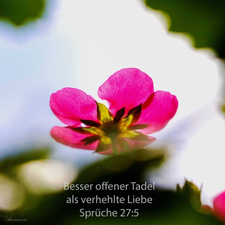 Besser offener Tadel als verhehlte Liebe ( Sprüche 27,5 )