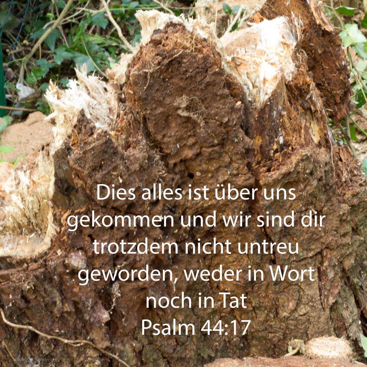 Dieses alles ist über uns gekommen, und wir haben deiner nicht vergessen, noch betrüglich gehandelt wider deinen Bund ( Psalm 44,17 )