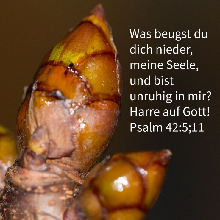 Was beugst du dich nieder, meine Seele, und bist unruhig in mir? Harre auf Gott! ( Psalm 42:5;11 )