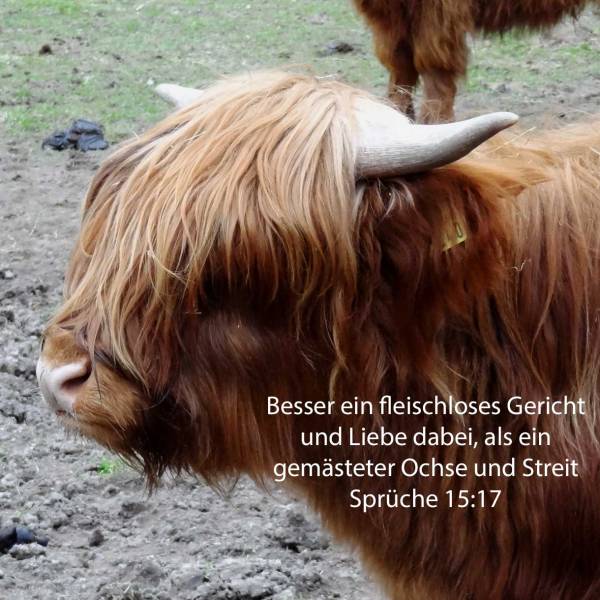 Besser ein Gericht Gemüse und Liebe dabei, als ein gemästeter Ochs und Hass dabei ( Sprüche 15,17 )