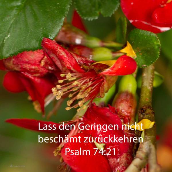 Nicht kehre beschämt zurück der Unterdrückte; lass den Elenden und Armen deinen Namen loben ( Psalm 74,21 )