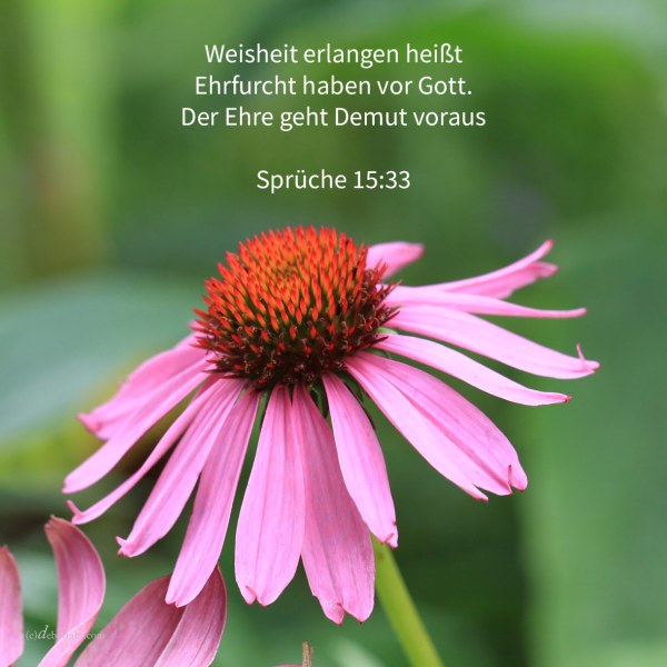 Die Furcht Jehovas ist Unterweisung zur Weisheit, und der Ehre geht Demut voraus ( Sprüche 15,33 )