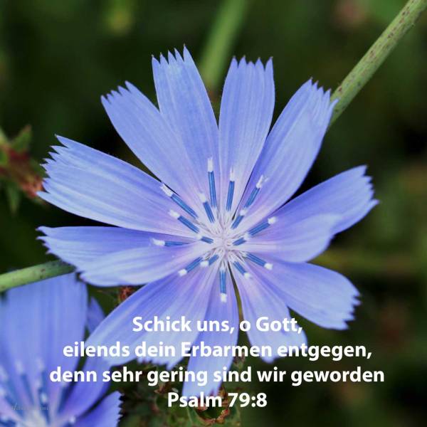 Gedenke uns nicht die Ungerechtigkeiten der Vorfahren; lass eilends uns entgegenkommen deine Erbarmungen! denn sehr gering sind wir geworden ( Psalm 79,8 )