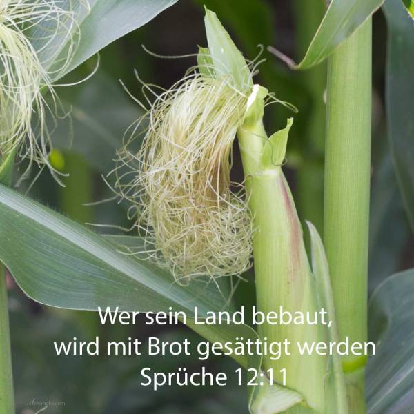 Wer sein Land bebaut, wird mit Brot gesättigt werden; wer aber nichtigen Dingen nachjagt, ist unverständig ( Spr 12,11 )