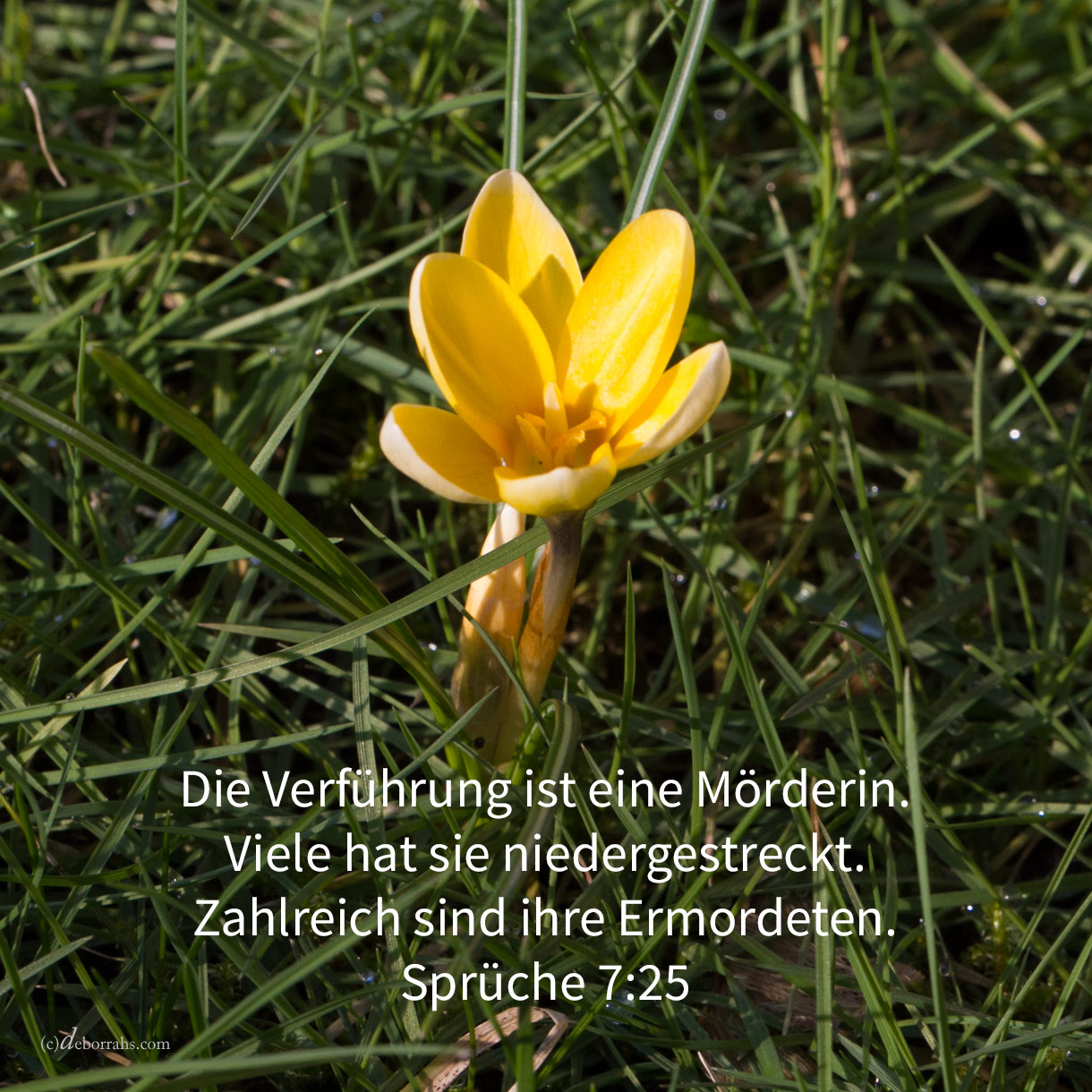  Dein Herz wende sich nicht ab nach ihren Wegen, und irre nicht umher auf ihren Pfaden! Denn viele Erschlagene hat sie niedergestreckt, und zahlreich sind alle ihre Ermordeten ( Sprüche 7,25-26) 