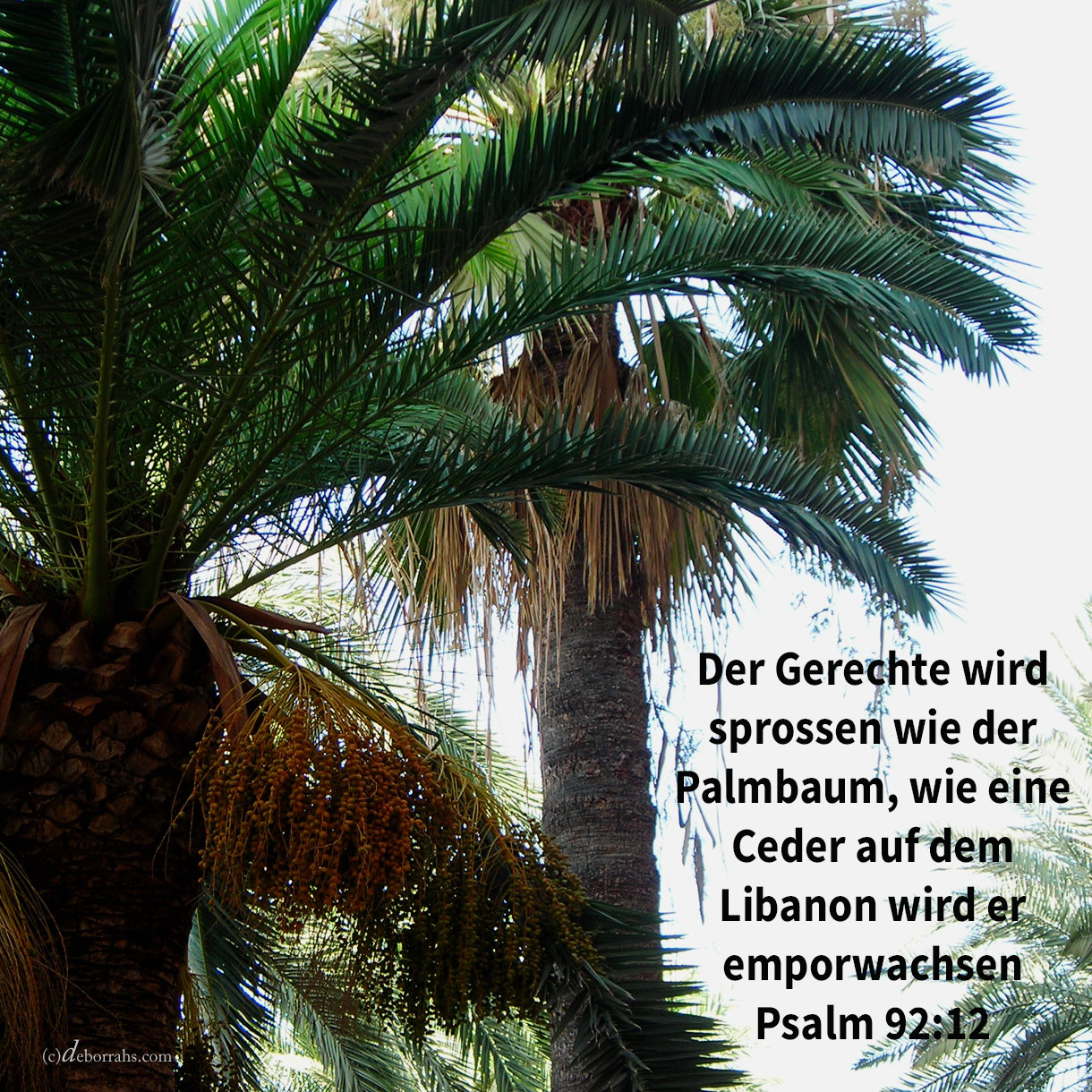  Der Gerechte wird sprossen wie der Palmbaum, wie eine Ceder des Libanon wird er emporwachsen ( Ps 92,12 ) 