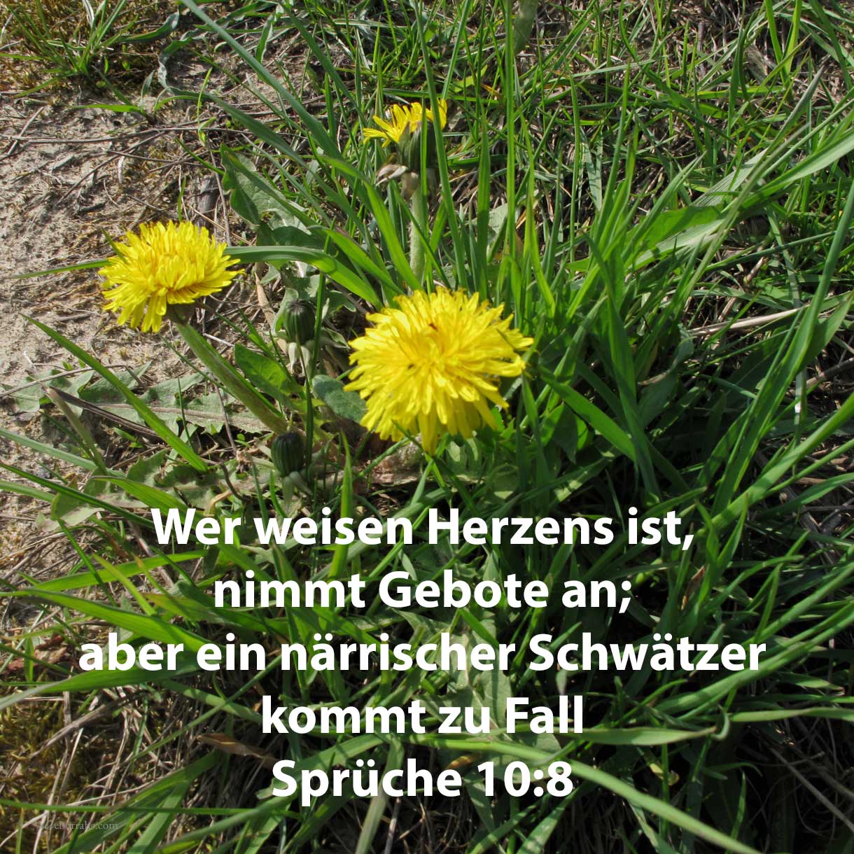  Wer weisen Herzens ist, nimmt Gebote an; aber ein närrischer Schwätzer kommt zu Fall ( Sprüche 10,8 ) 