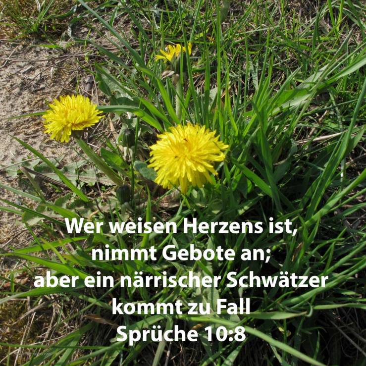 Wer weisen Herzens ist, nimmt Gebote an; aber ein närrischer Schwätzer kommt zu Fall ( Sprüche 10,8 )