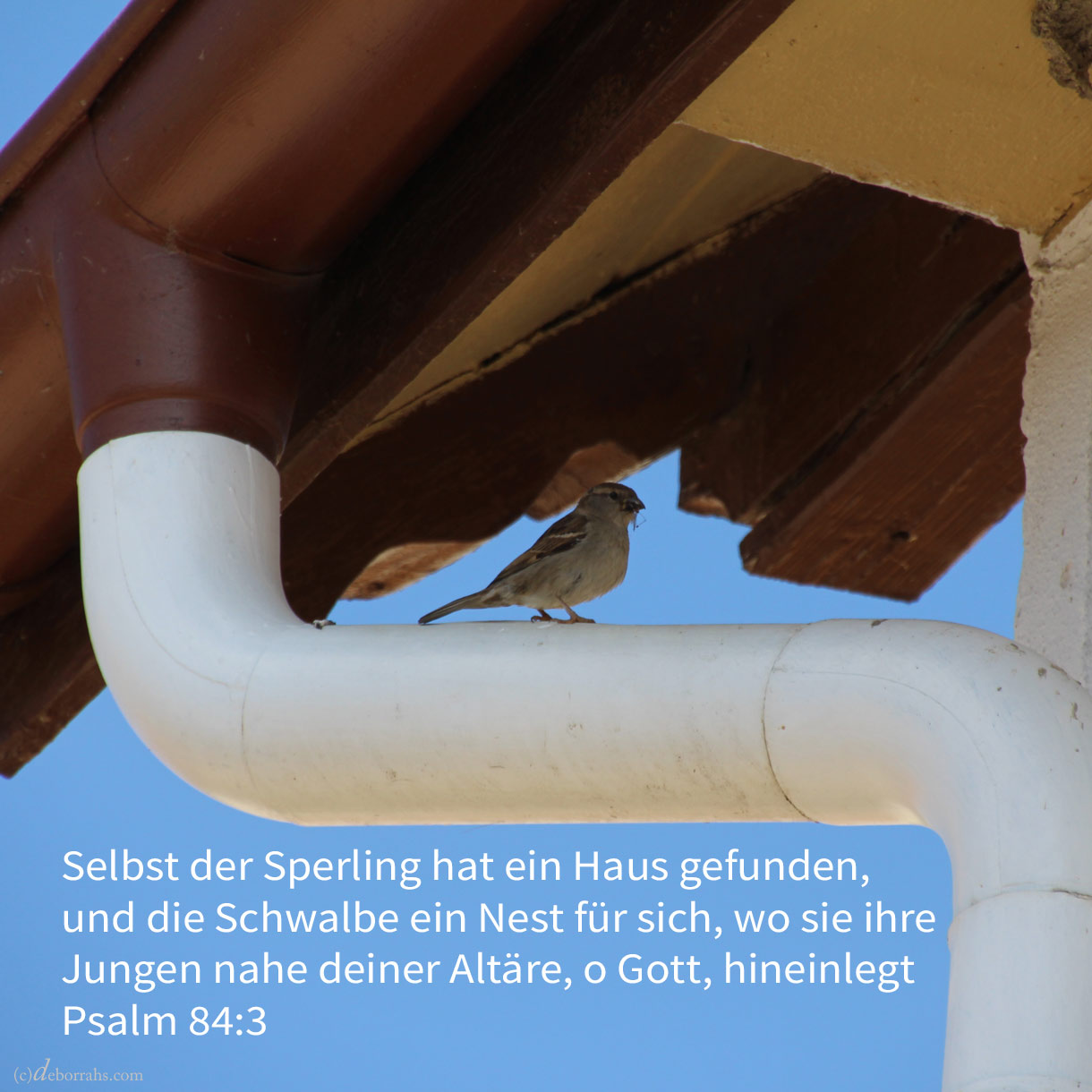  Selbst der Sperling hat ein Haus gefunden, und die Schwalbe ein Nest für sich, wo sie ihre Jungen hingelegt deine Altäre, Jehova der Heerscharen, mein König und Gott ( Psalm 84:3 ) 