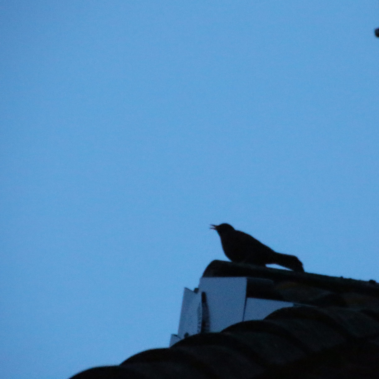  Singende Amsel in der Abenddämmerung auf der Dachzinne 