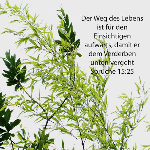 Der Weg des Lebens ist für den Einsichtigen aufwärts, damit er dem Scheol unten entgehe ( Sprüche 25,24 )