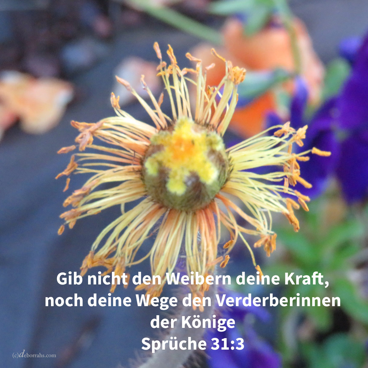  Gib nicht den Weibern deine Kraft, noch deine Wege den Verderberinnen der Könige ( Spr 31,3 ) 