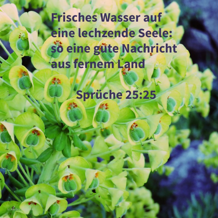 Frisches Wasser auf eine lechzende Seele: so eine gute Nachricht aus fernem Lande ( Sprüche 25,25 )