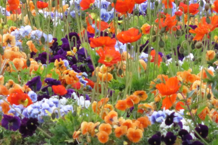 Mohnblumen und Veilchen