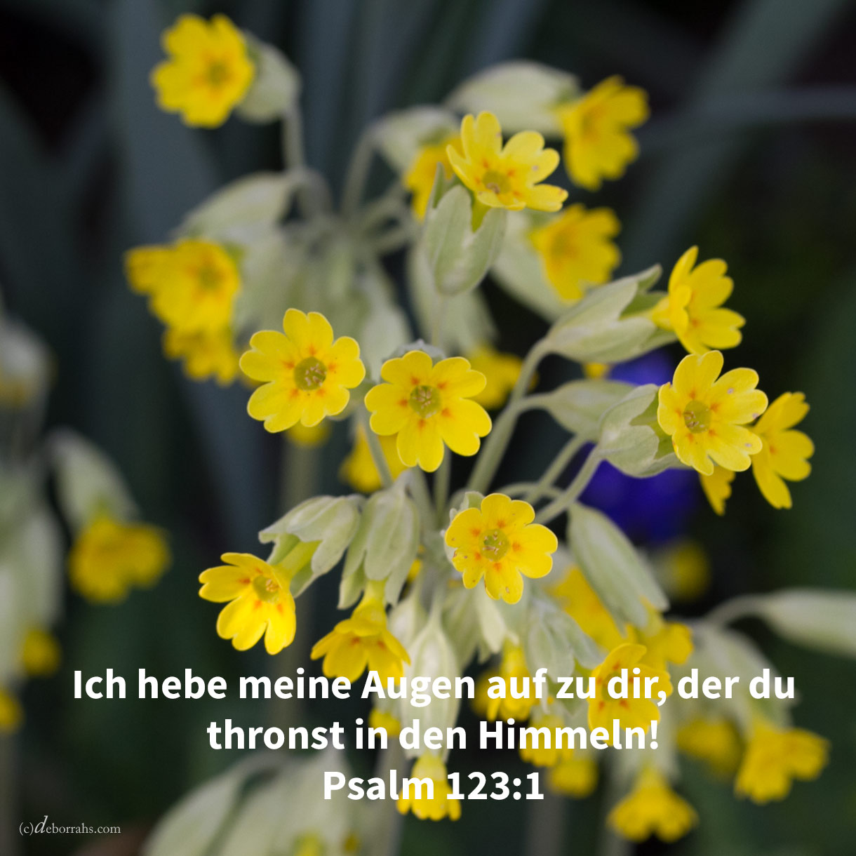  Ich hebe meine Augen auf zu dir, der du thronst in den Himmeln! ( Psalm 123,1 ) 